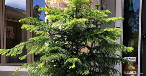 Norfolk Island Pine Plant Care Today