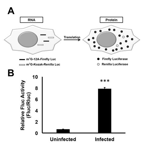 In Vitro Transcribed Rna Based Luciferase Reporter Assay To Study