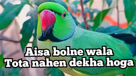 Talking And Dancing Ringneck Talking Parrot Talking So Many Wordsye Parrot Buht Kuch Bolta