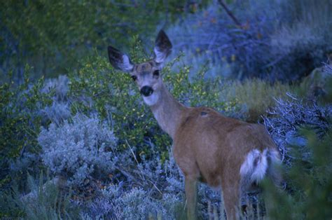 Mule Deer Mcgee Creek Photograph By Soli Deo Gloria Wilderness And