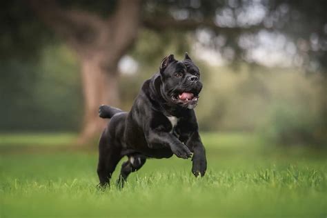 Finding The Right Cane Corso Trainer - Cane Corso Center