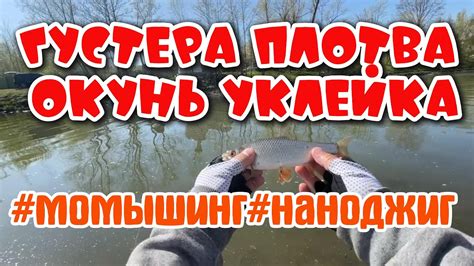 #34 ОКУНЬ и Белая рыба | МНОГО но мелочь | #наноджиг #мормышинг - YouTube