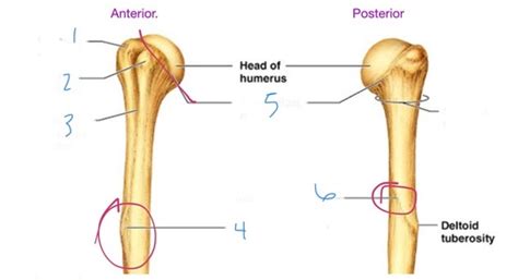 Anatomy Of Arm Elbow And Forearm Flashcards Quizlet