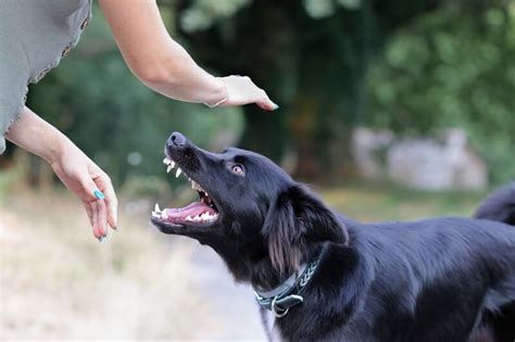 6 maneras de encontrar el mejor abogado de mordeduras de perro cerca de mí