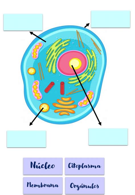 Partes De La Celula Para Quinto De Primaria Ciencias Naturales Images