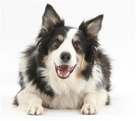 Tricolor Border Collie Dog Photograph by Mark Taylor - Pixels