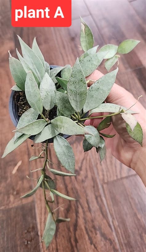 Hoya Lacunosa Silver Mint Etsy