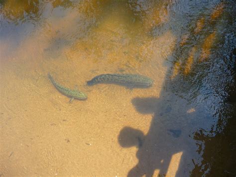 Northern Snakehead Fishing in Virginia - Realest Nature