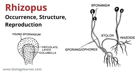 Rhizopus: Occurrence, Structure, Reproduction, Pathogenesis