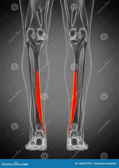 Flexor digitorum longus stock illustration. Illustration of rendered