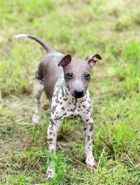 Rat Hunting Dogs: The History Of Rat Terriers and Ratcatchers - A Life ...