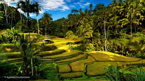 Ubud Bali Scenery Wallpaper