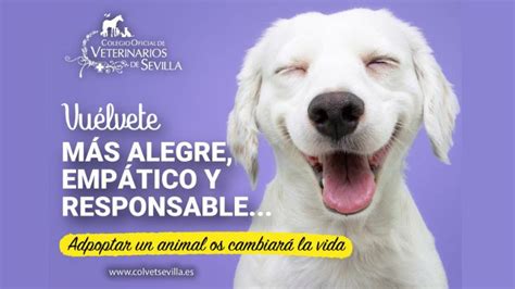 Introducir Imagen Frases De Adopcion De Mascotas Abzlocal Mx