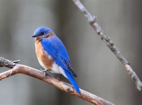 Eastern Bluebirds