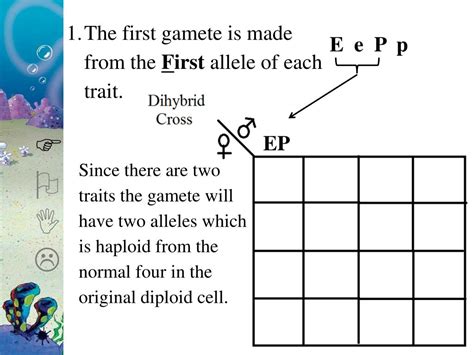 Ppt Learning Target More Bikini Bottom Genetics Powerpoint Presentation Id