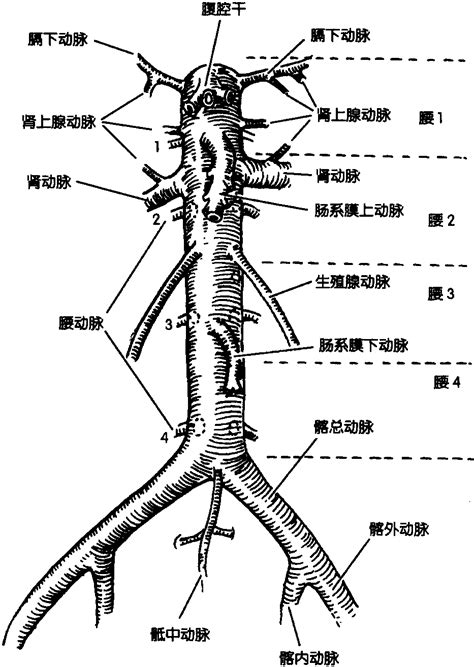 腹主动脉及其分支 钟世镇现代临床解剖学 医学