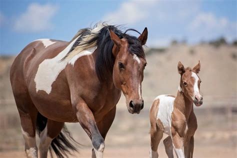 Paint Horse: Breed Profile | ehorses.com