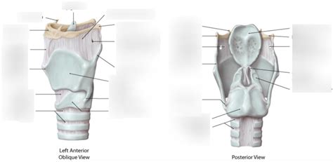 Larynx Cartilage Labeling Diagram Quizlet