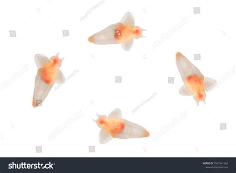 677 Underwater Naked Sea Images Stock Photos Vectors Shutterstock