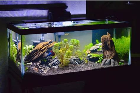 Langkah Mudah Membuat Aquascape Untuk Pemula Cukup Siapkan Bahan Ini