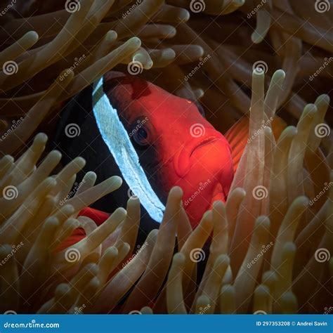 One Red Clownfish Looks Closely at the Camera, Peeping Out of the Sea