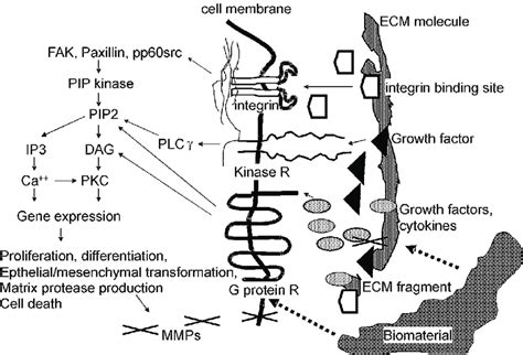 6 Signaling Cascade Between Cells And Ecm The Major Elements Involved