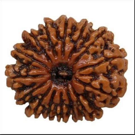 Pandrah Mukhi Rudraksha At Rs Rudraksha Pendant In Ahmedabad