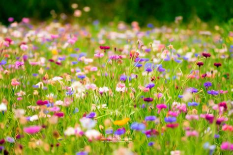 Champs De Fleurs Naturephotographie