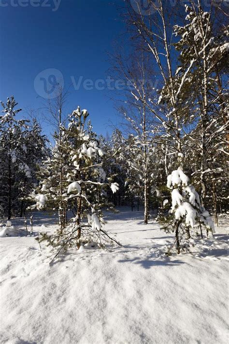 trees in winter 9511733 Stock Photo at Vecteezy