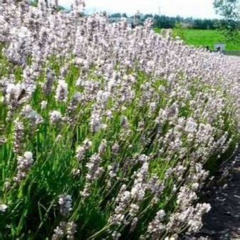 Белая лаванда (20 фото): какие сорта бывают белого цвета? Посадка и ...
