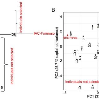 Neighbor Joining Dendrogram From Nei S 1978 Genetic Distance