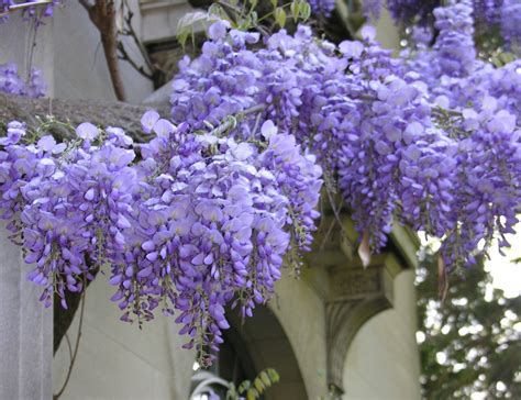 50+ Purple Chinese Wisteria Seeds - PURPLE WISTERIA SINENSIS ...