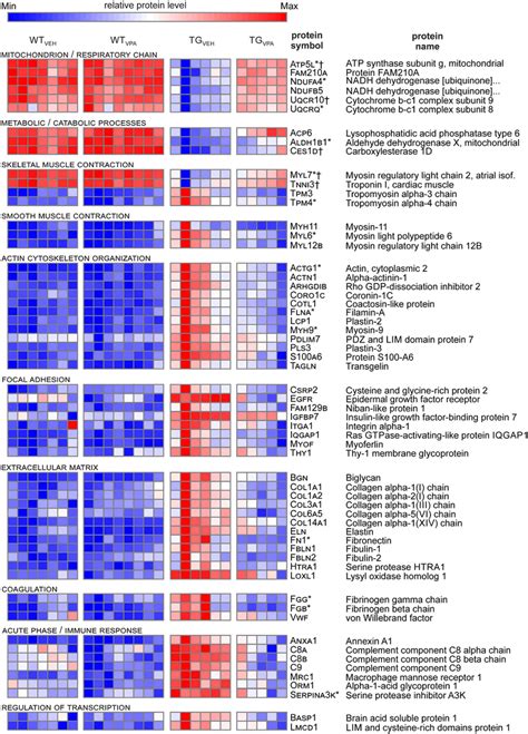 Valproic Acid Vpa Counteracts Protein Deregulation In Crem Ib C X