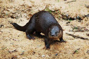 Científicos La nutria neotropical no debería considerarse amenazada