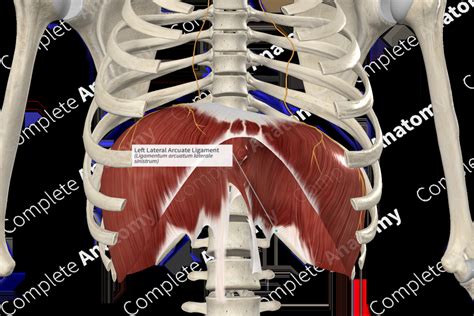 Left Lateral Arcuate Ligament | Complete Anatomy