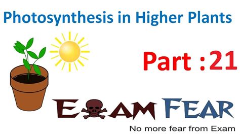 Biology Photosynthesis In Higher Plants Part C Plants Pathway