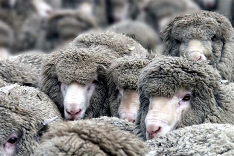 40 Rare Sheep Breeds A To Z List With Pictures Fauna Facts