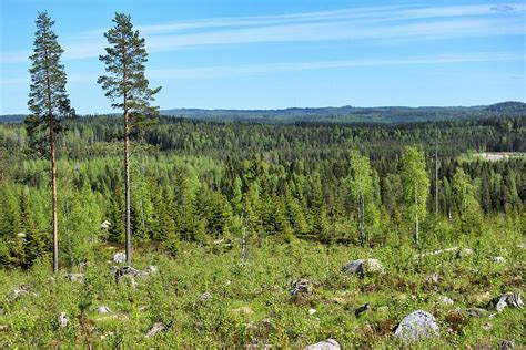 HD wallpaper: nature, finnish, finnish landscape, sky, summer, forest ...