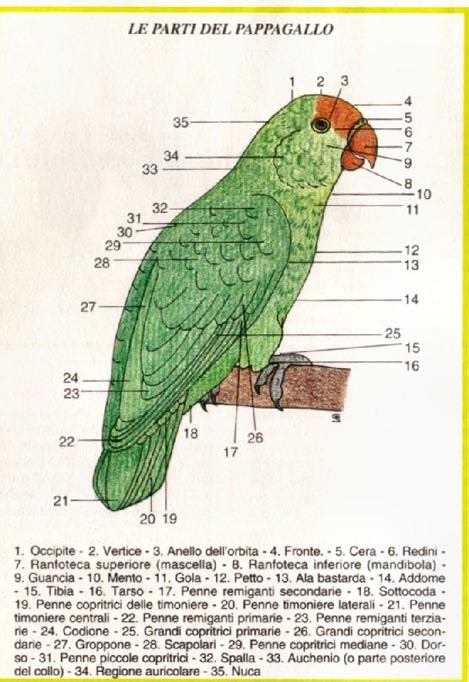 Anatomia Dei Pappagalli L Isoladelpappagallo