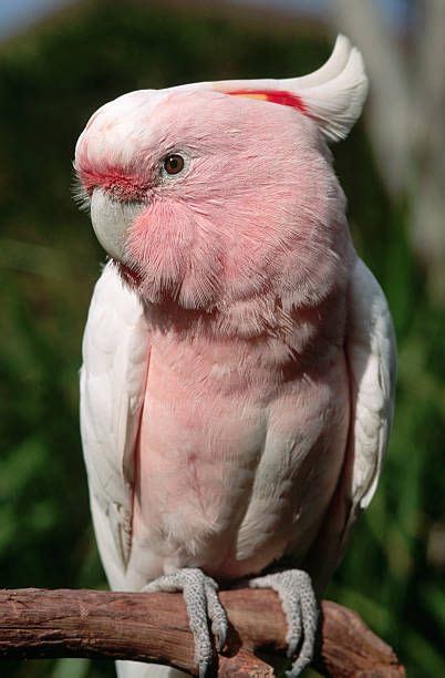 Pink Cockatoo | Pink cockatoo, Animals beautiful, Pet birds