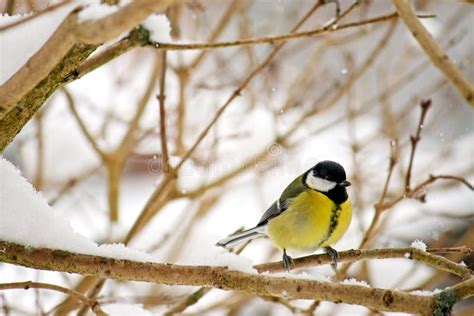 El P Jaro Del Paro Carbonero Que Se Encarama En Una Rama De Rbol