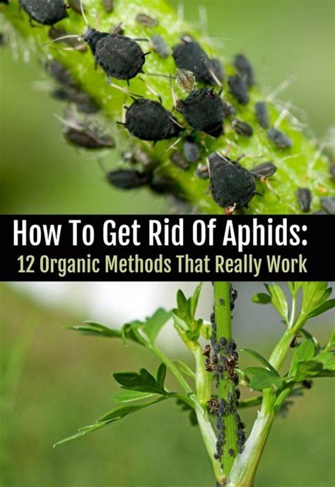 How To Get Rid Of Aphids Organic Methods That Work