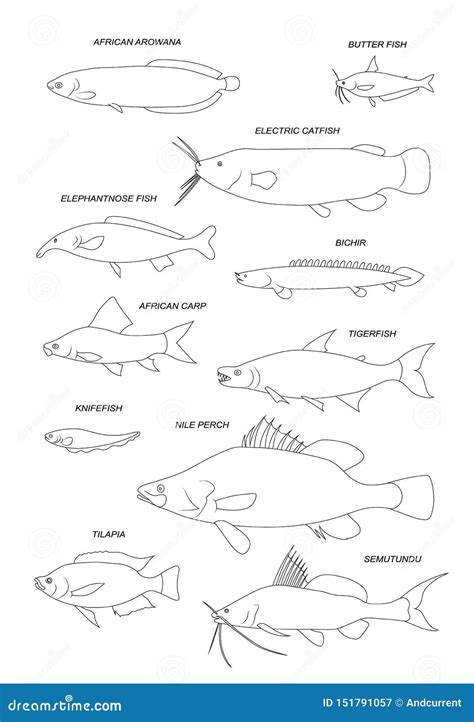 African Freshwater Fish Vector Drawing Outline Set Stock Vector