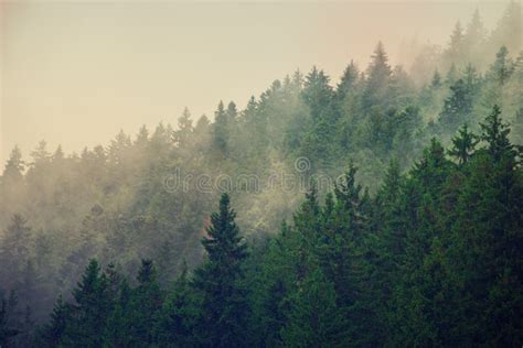 Nebelhafte Berglandschaft Stockbild Bild Von Park Nebel