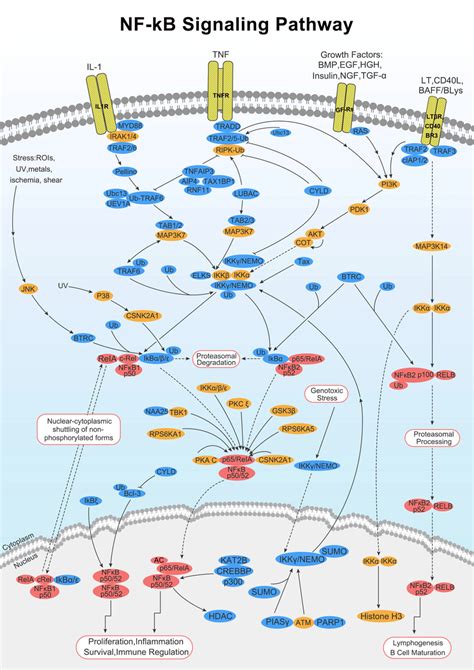Elabscience NF-kB Signaling Pathway | Biochemistry, Biology classroom ... 