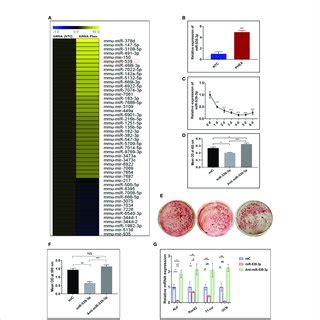 Mirnas Expression Profiles During Phex Silenced Osteoblast