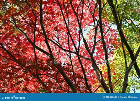 Autumn Leaves of Japanese Maple. Autumn Tradition Fall-leaf Viewing ...