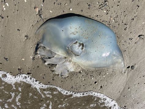 Large Jellyfish Washed Up On The Shore Of Patroclus Bay In Vladivostok