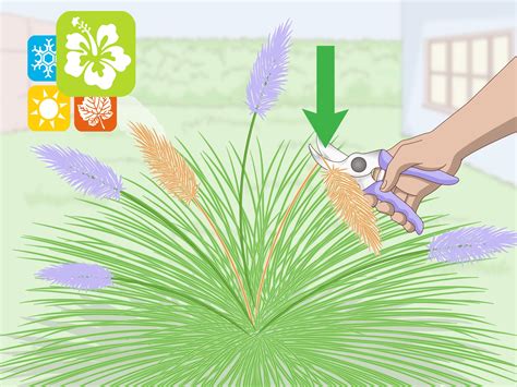 3 Ways To Prune Ornamental Grasses WikiHow