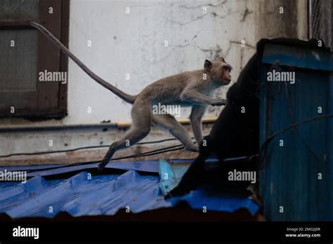 Phetchaburi Monkeys Hi Res Stock Photography And Images Alamy